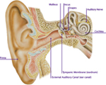 ear mechanics