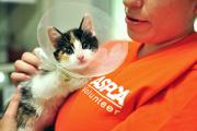 ASPCA Worker With Kitten