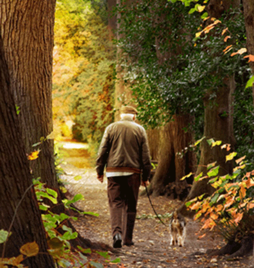 Man walking dog in woods