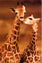 loving giraffes