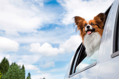 Taking Your Pet On A Trip